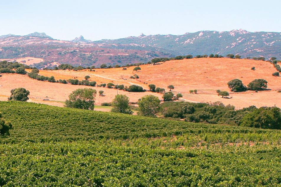Macchia mediterranea Gallura
