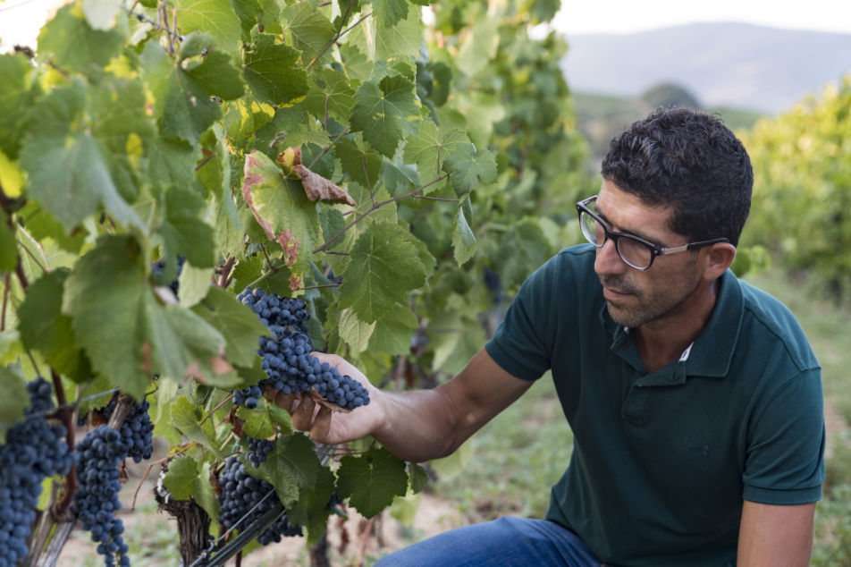 Vigneti Tenute Tondini